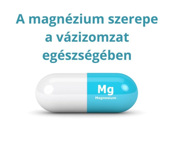 A magnézium szerepe a vázizomzat egészségében